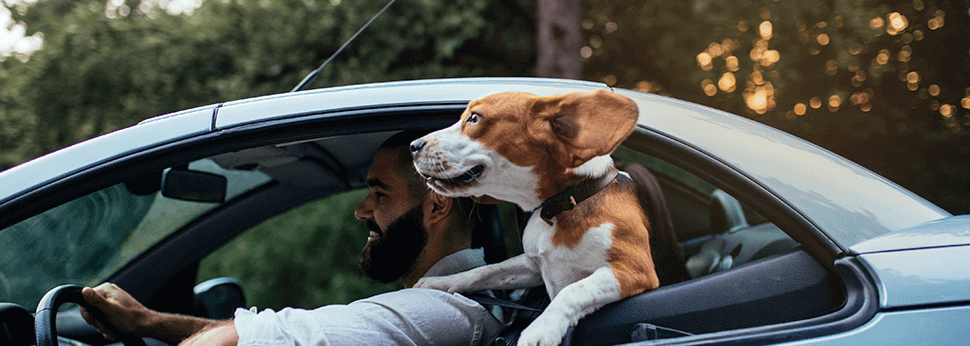 Δες πώς να κάνεις ένα μοναδικό ταξίδι με το αυτοκίνητο παρέα με τον σκύλο σου