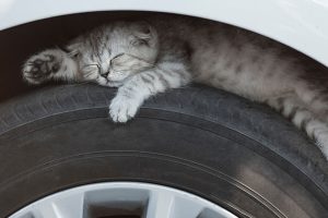 Γατάκι στο ελαστικό αυτοκινήτου